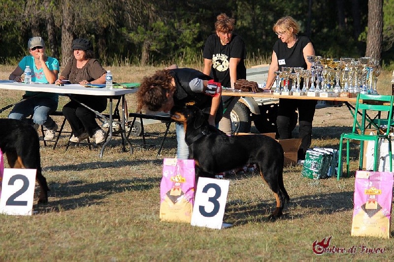 Jacob black Delle Ombre Di Fuoco - 3' TP en classe puppy male