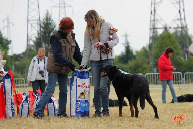 Anya des hauts de figuerolle - 1° en classe 2 d'beissance