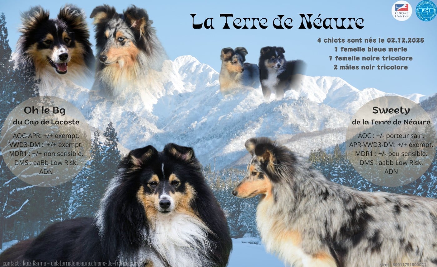 Shetland Sheepdog - De La Terre De Neaure