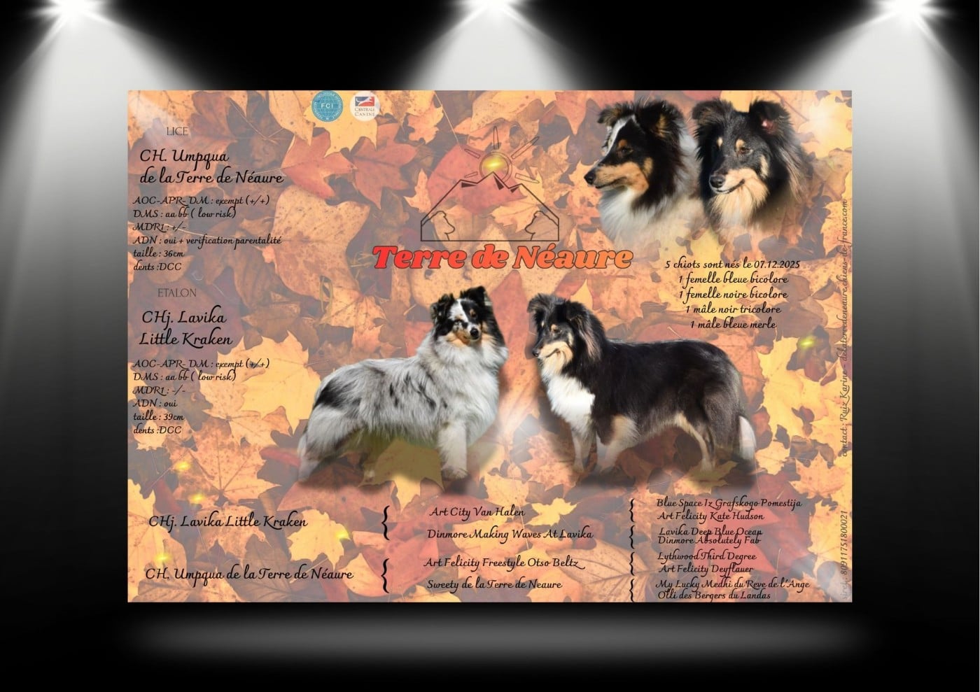 Shetland Sheepdog - De La Terre De Neaure