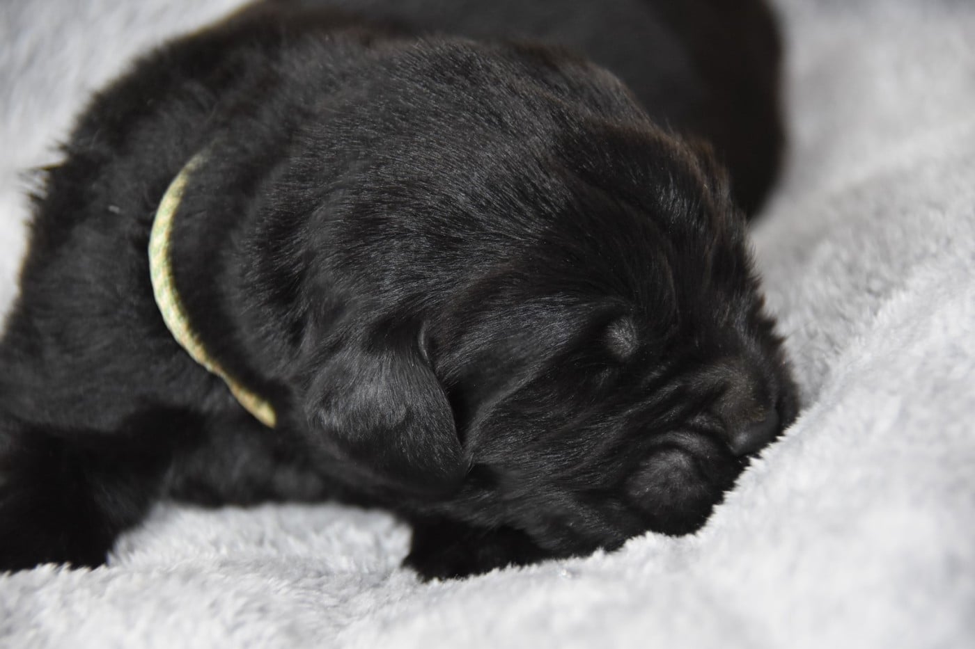 collier vert à dessin