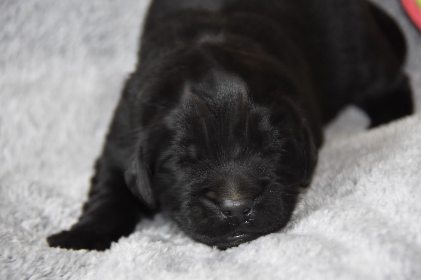 collier vert à dessin