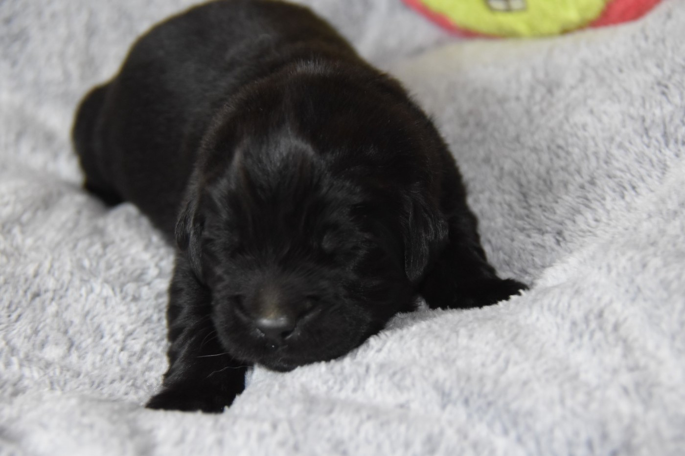 collier vert à dessin