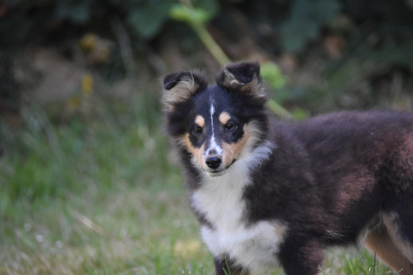 Shetland Sheepdog - De La Terre De Neaure