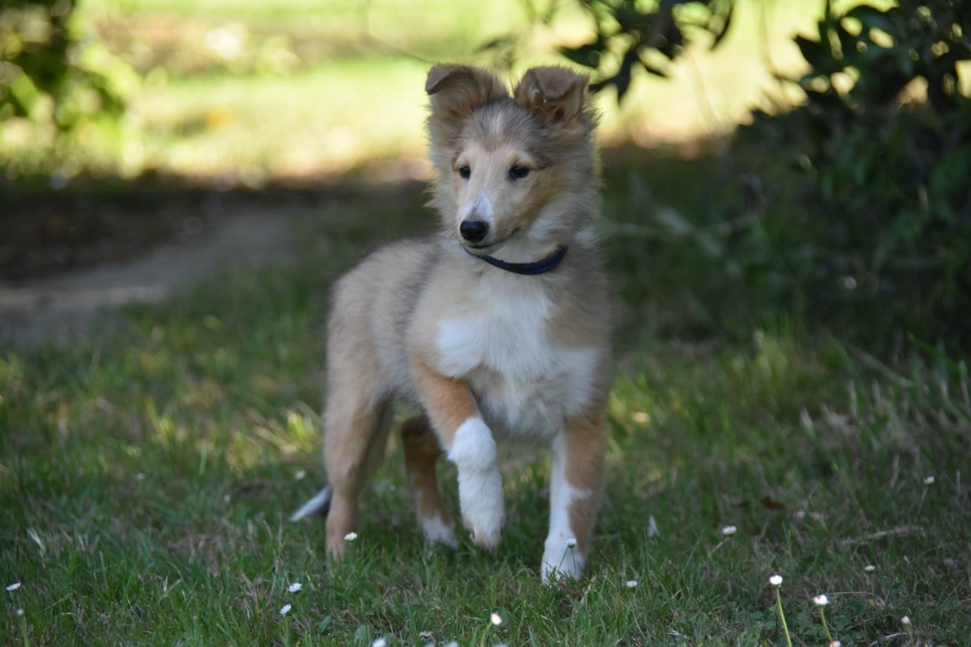 CHIOT 3