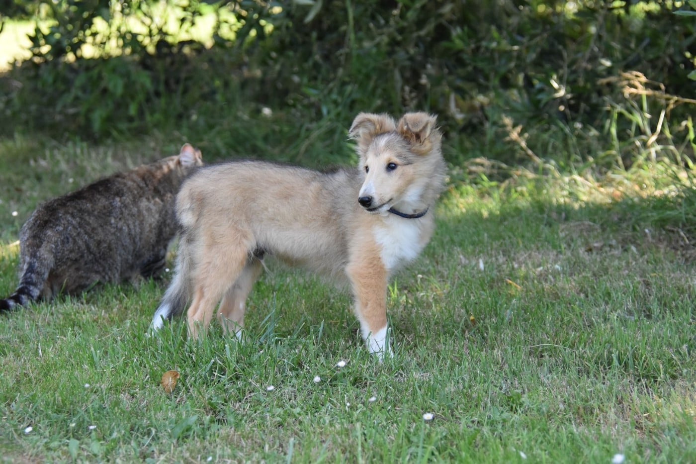 CHIOT 3