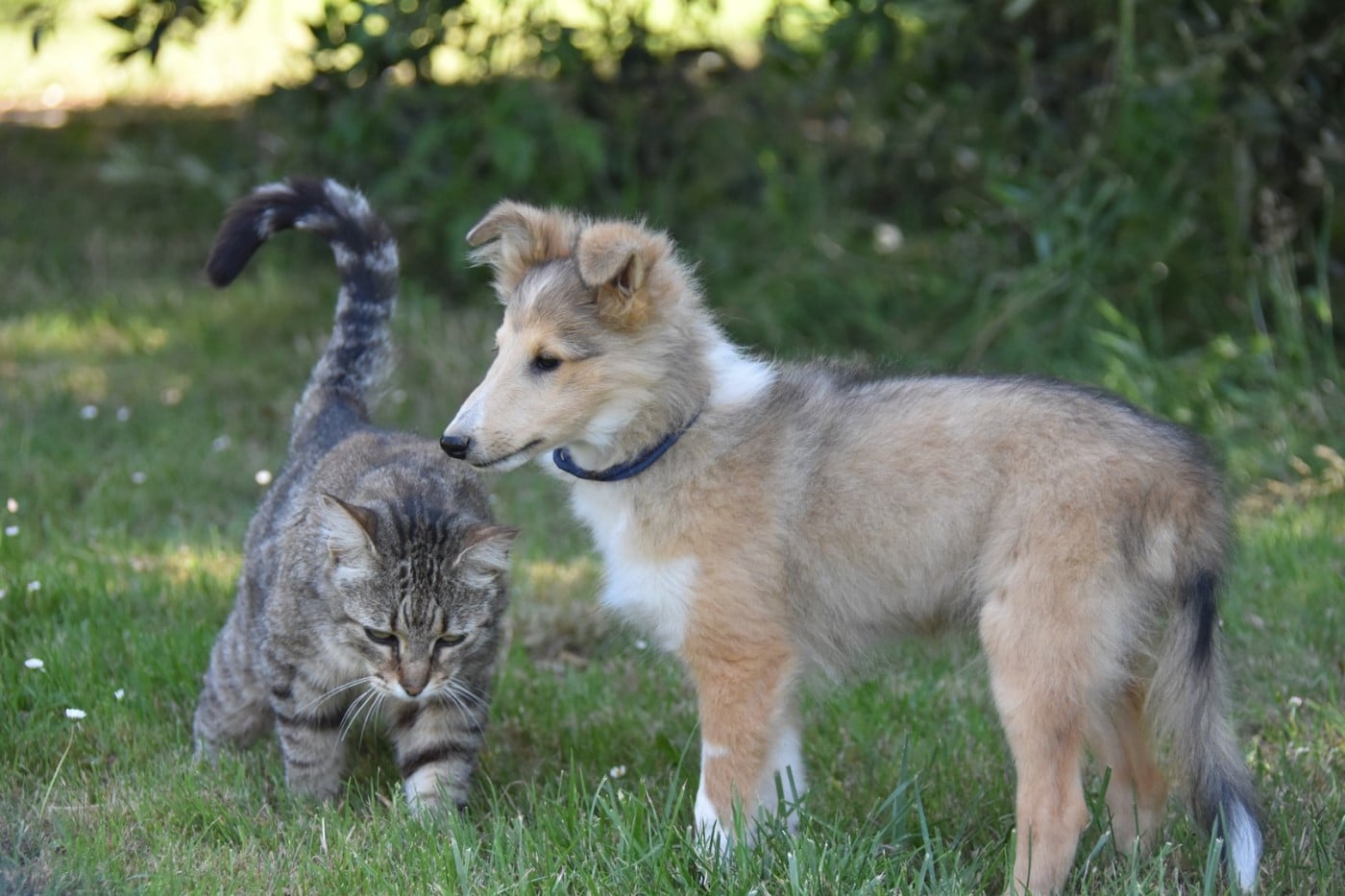 CHIOT 3