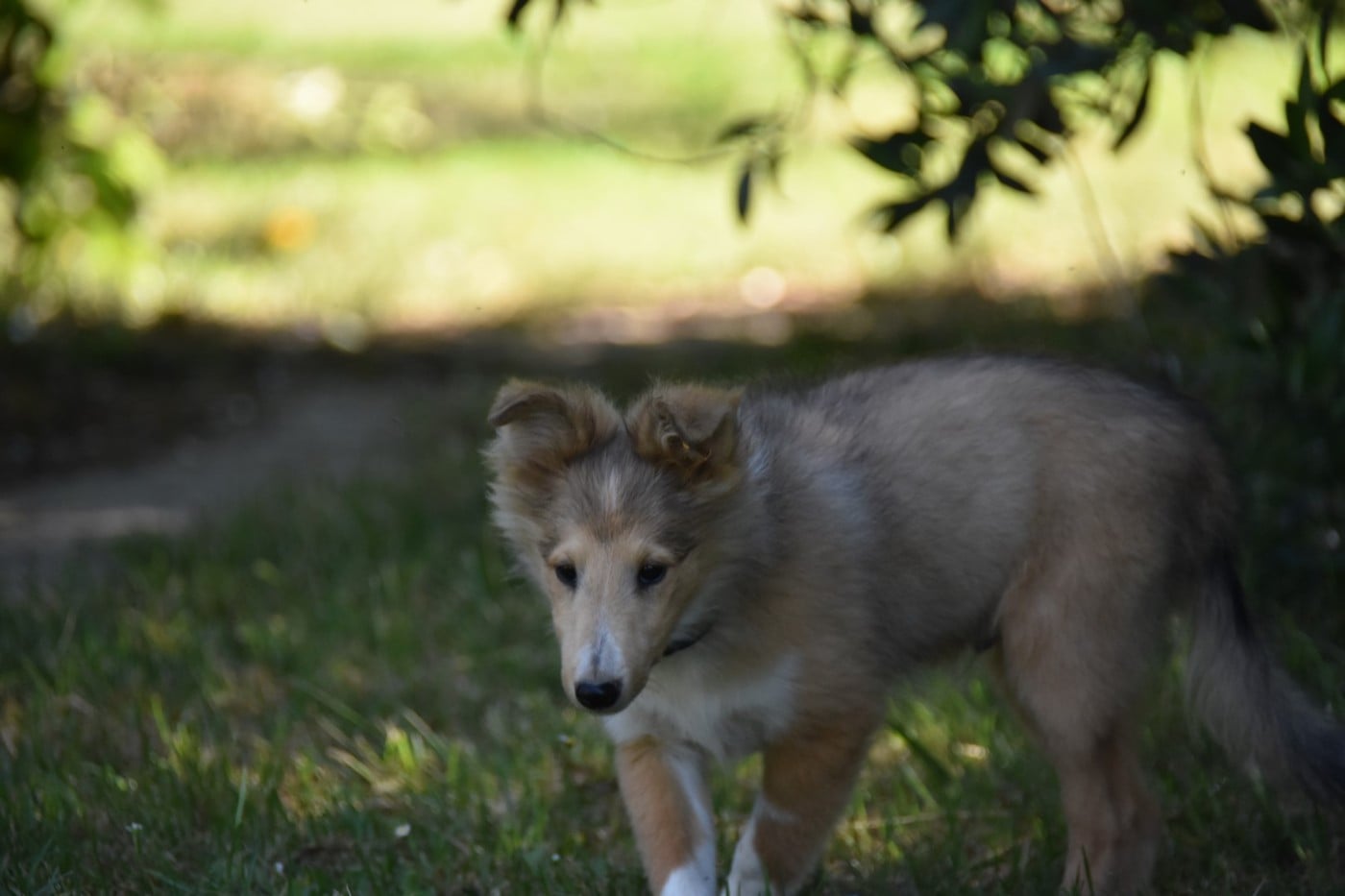 CHIOT 3