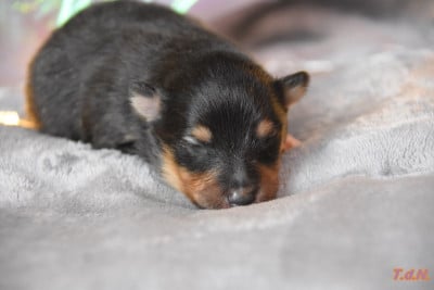 Les chiots de Shetland Sheepdog
