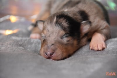 Les chiots de Shetland Sheepdog