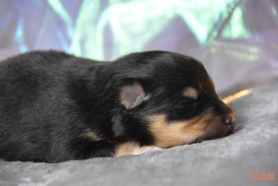 Les chiots de Shetland Sheepdog