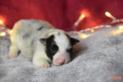 Les chiots de Shetland Sheepdog