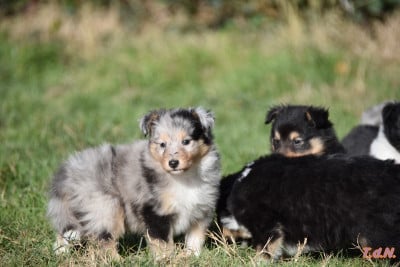 Les chiots de Shetland Sheepdog