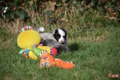 Les chiots de Shetland Sheepdog