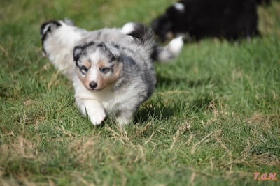 Les chiots de Shetland Sheepdog