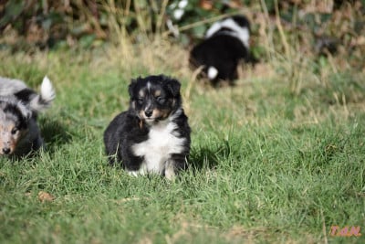Les chiots de Shetland Sheepdog