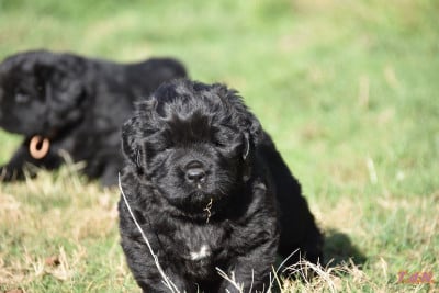 Les chiots de Terre-neuve