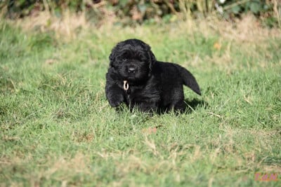 Les chiots de Terre-neuve