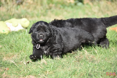 Les chiots de Terre-neuve
