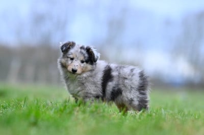 Les chiots de Shetland Sheepdog
