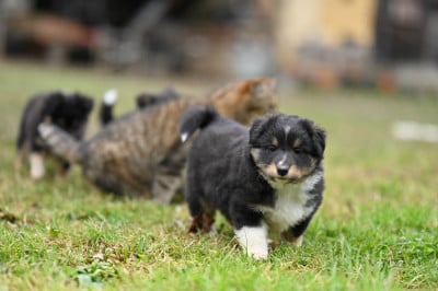 Les chiots de Shetland Sheepdog