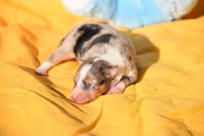 Les chiots de Shetland Sheepdog