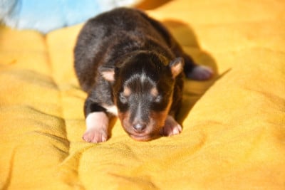 Les chiots de Shetland Sheepdog