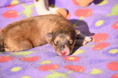 Les chiots de Shetland Sheepdog