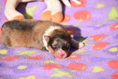 Les chiots de Shetland Sheepdog