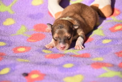 Les chiots de Shetland Sheepdog