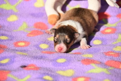 Les chiots de Shetland Sheepdog