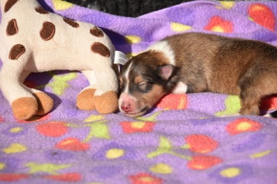 Les chiots de Shetland Sheepdog