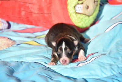 Les chiots de Shetland Sheepdog