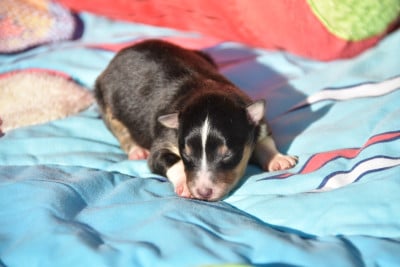Les chiots de Shetland Sheepdog