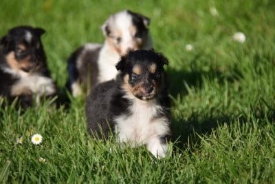 Les chiots de Shetland Sheepdog