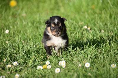 Les chiots de Shetland Sheepdog