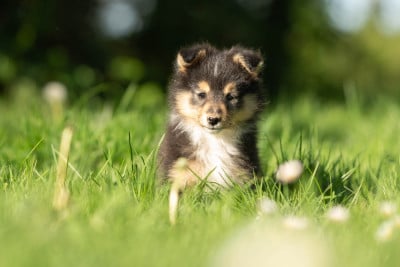 Les chiots de Shetland Sheepdog