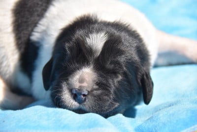 Les chiots de Terre-neuve