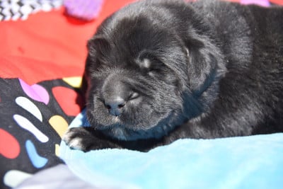 Les chiots de Terre-neuve