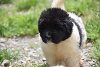 Les chiots de Terre-neuve