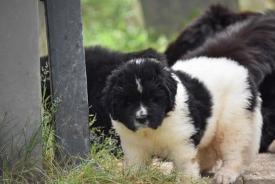 Les chiots de Terre-neuve