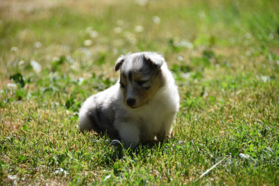 Les chiots de Shetland Sheepdog