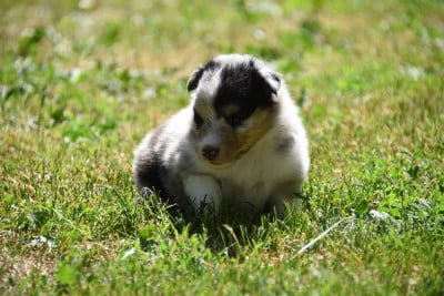 Les chiots de Shetland Sheepdog