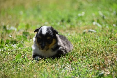 Les chiots de Shetland Sheepdog