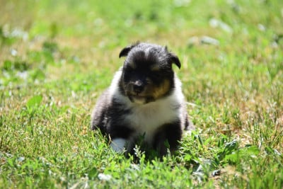 Les chiots de Shetland Sheepdog
