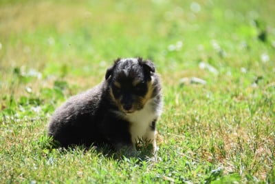 Les chiots de Shetland Sheepdog