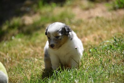 Les chiots de Shetland Sheepdog