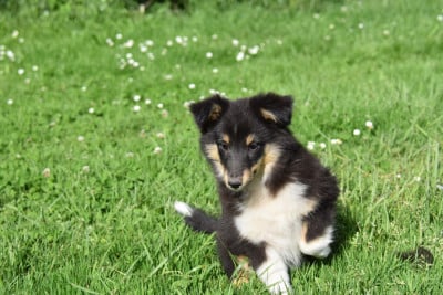 Les chiots de Shetland Sheepdog