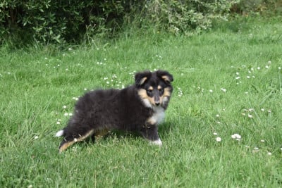 Les chiots de Shetland Sheepdog