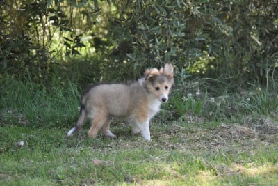 Les chiots de Shetland Sheepdog